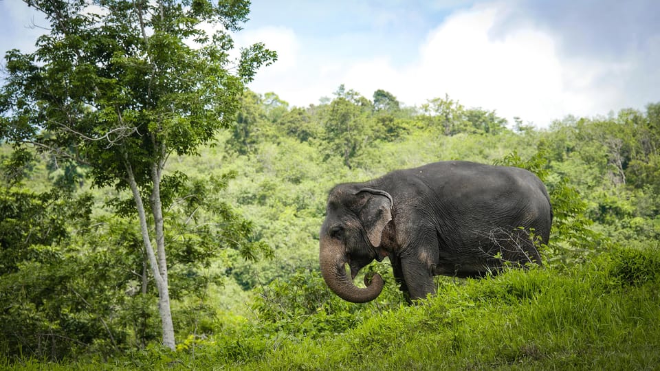 Phuket Elephant Sanctuary – Etisk elefantturisme i hjertet af Phuket