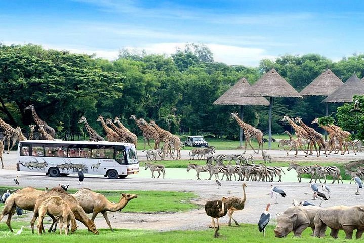 Safari World Bangkok – Vilde dyr og sjove shows for hele familien
