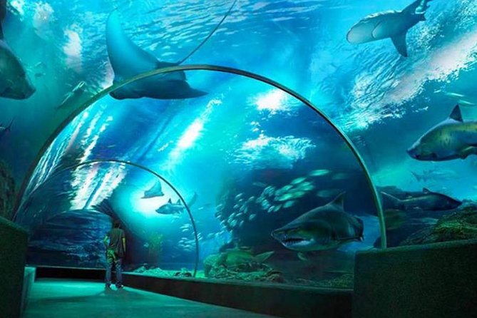 Sea Life Bangkok Ocean World – Et undervandseventyr midt i byen