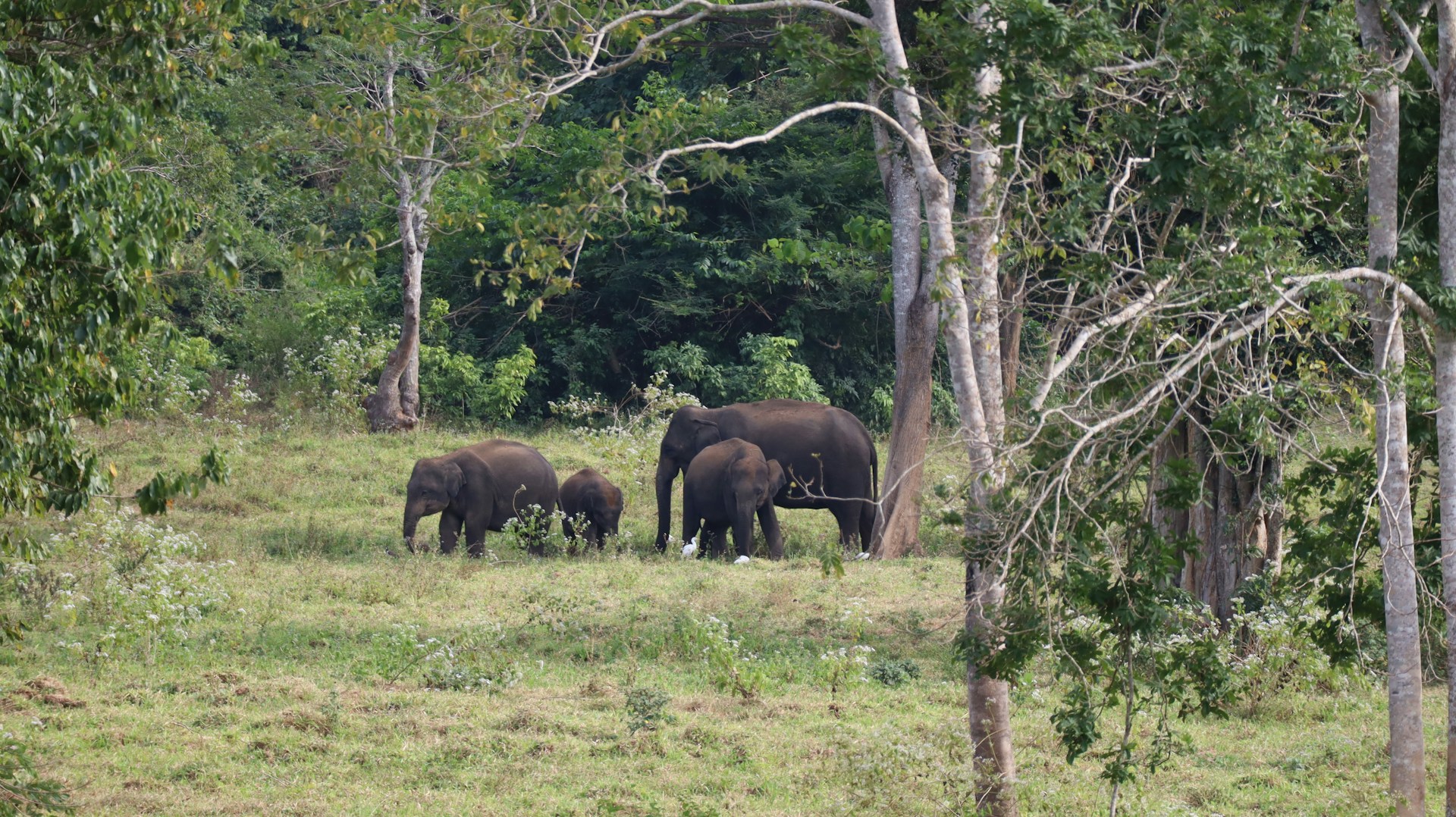 Elephant Sanctuary Samui – Etisk oplevelse med Thailands klogeste kæmper